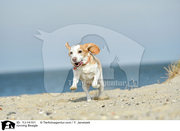 rennender Beagle / running Beagle / YJ-14101