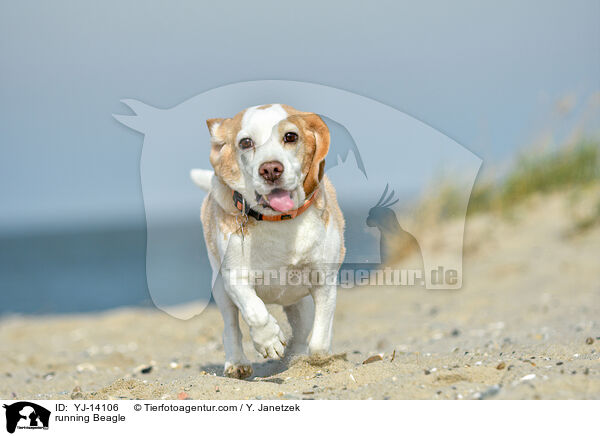 rennender Beagle / running Beagle / YJ-14106