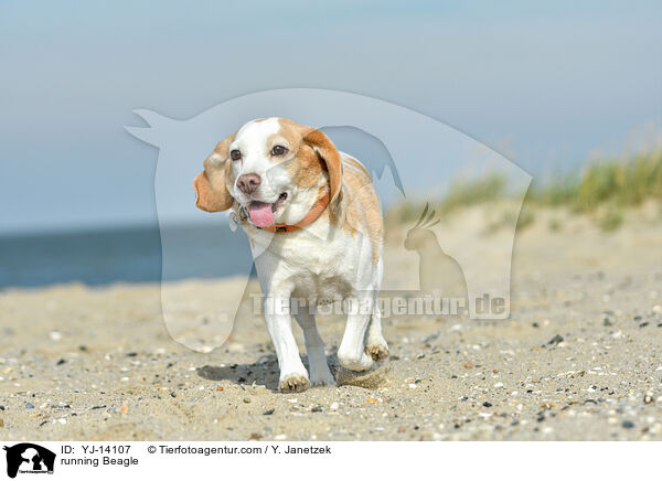 rennender Beagle / running Beagle / YJ-14107