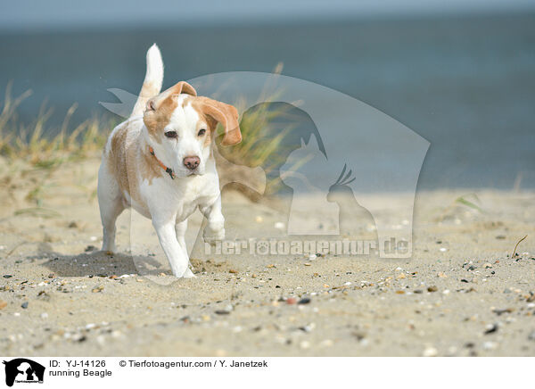 rennender Beagle / running Beagle / YJ-14126