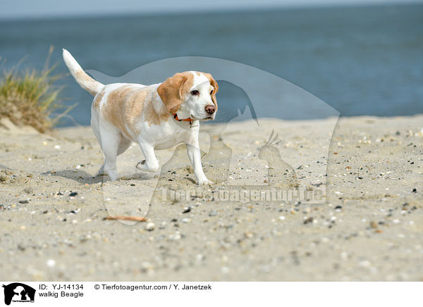 laufender Beagle / walkig Beagle / YJ-14134