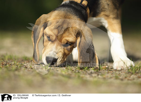 junger Beagle / young Beagle / DG-08646