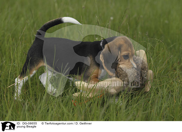 junger Beagle / young Beagle / DG-08655