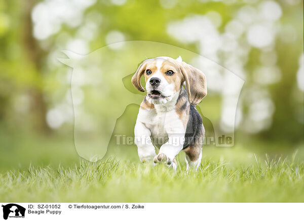 Beagle Welpe / Beagle Puppy / SZ-01052