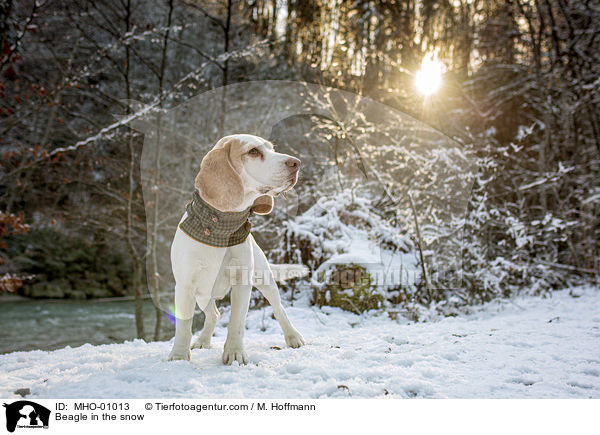 Beagle im Schnee / Beagle in the snow / MHO-01013