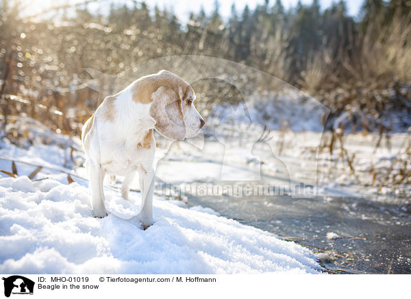 Beagle im Schnee / Beagle in the snow / MHO-01019