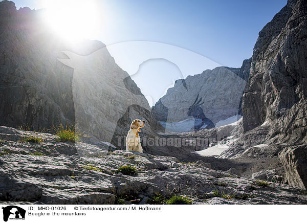 Beagle in den Bergen / Beagle in the mountains / MHO-01026