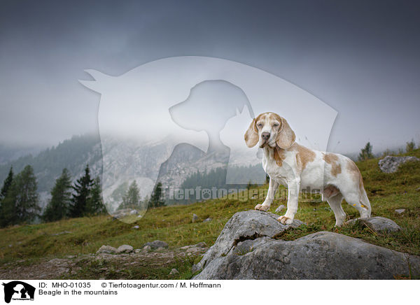 Beagle in den Bergen / Beagle in the mountains / MHO-01035