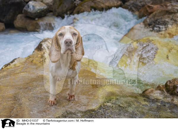 Beagle in den Bergen / Beagle in the mountains / MHO-01037