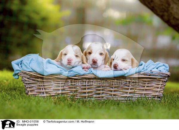 Beagle Welpen / Beagle puppies / MHO-01058