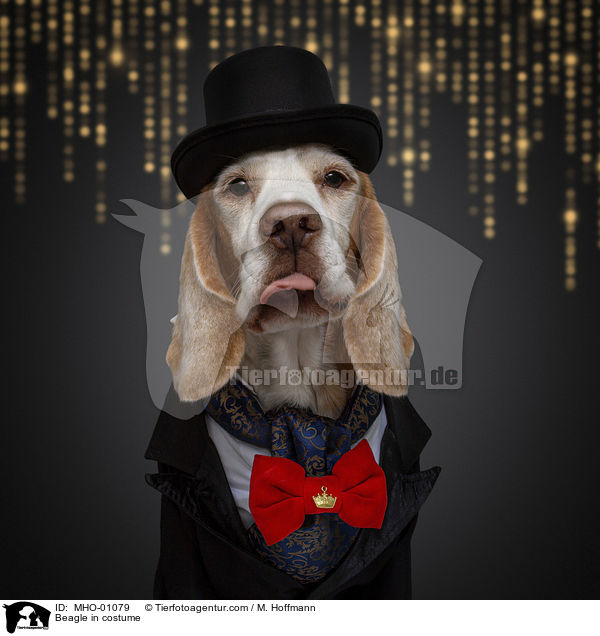 Beagle im Kostm / Beagle in costume / MHO-01079