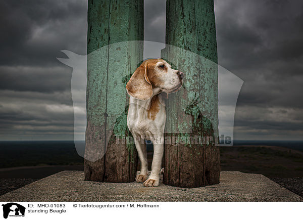 stehender Beagle / standing Beagle / MHO-01083