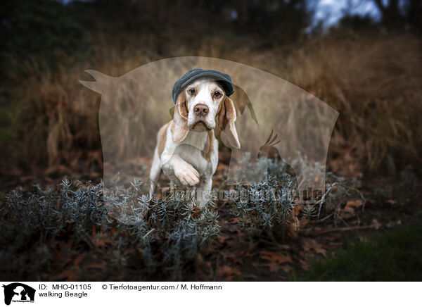 laufender Beagle / walking Beagle / MHO-01105