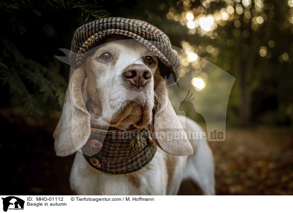 Beagle im Herbst / Beagle in autumn / MHO-01112