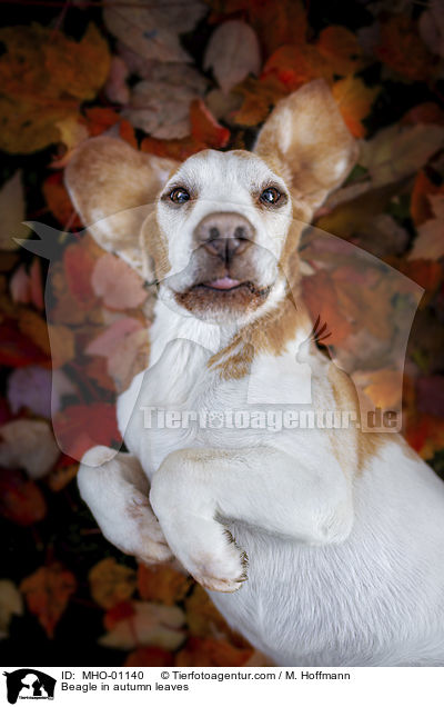 Beagle im Herbstlaub / Beagle in autumn leaves / MHO-01140