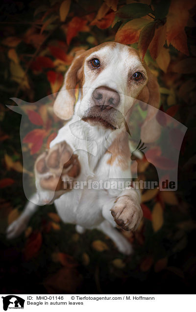 Beagle im Herbstlaub / Beagle in autumn leaves / MHO-01146