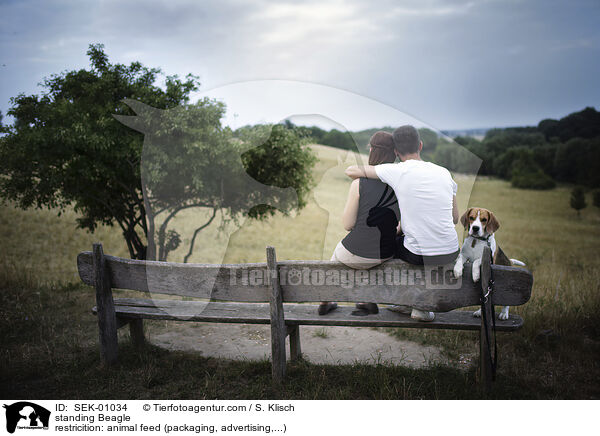 stehender Beagle / standing Beagle / SEK-01034