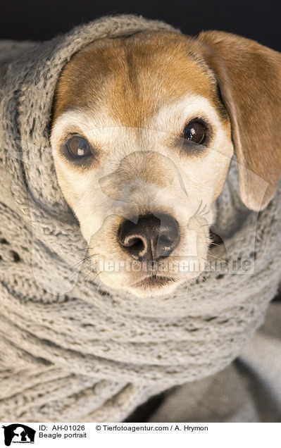 Beagle Portrait / Beagle portrait / AH-01026