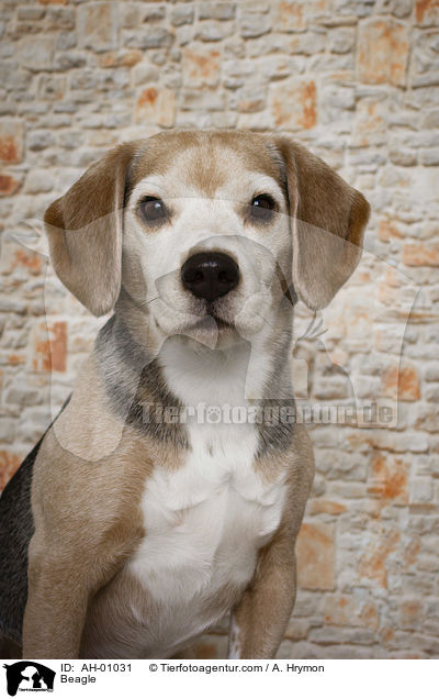 Beagle / Beagle / AH-01031