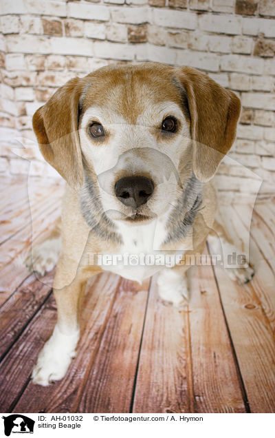 sitzender Beagle / sitting Beagle / AH-01032