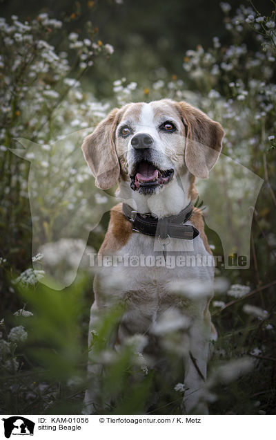 sitzender Beagle / sitting Beagle / KAM-01056