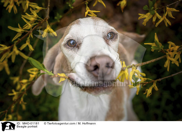 Beagle Portrait / Beagle portrait / MHO-01181