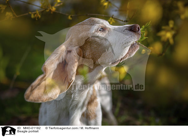 Beagle Portrait / Beagle portrait / MHO-01182