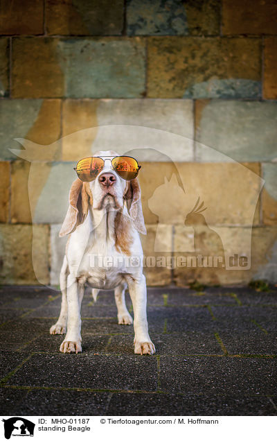 stehender Beagle / standing Beagle / MHO-01187