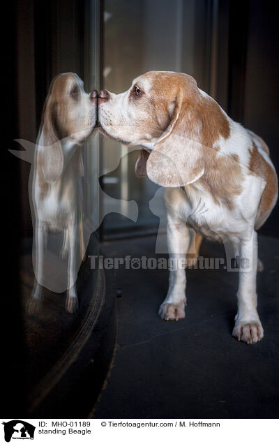stehender Beagle / standing Beagle / MHO-01189