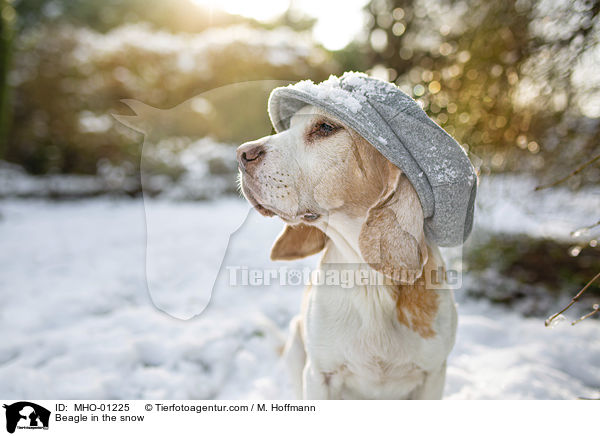 Beagle im Schnee / Beagle in the snow / MHO-01225