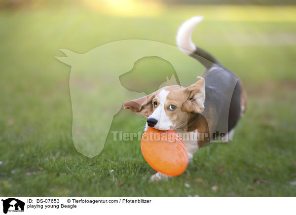 spielender junger Beagle / playing young Beagle / BS-07653