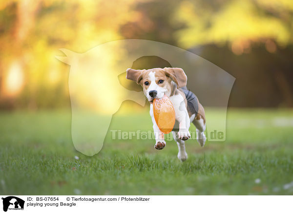 spielender junger Beagle / playing young Beagle / BS-07654