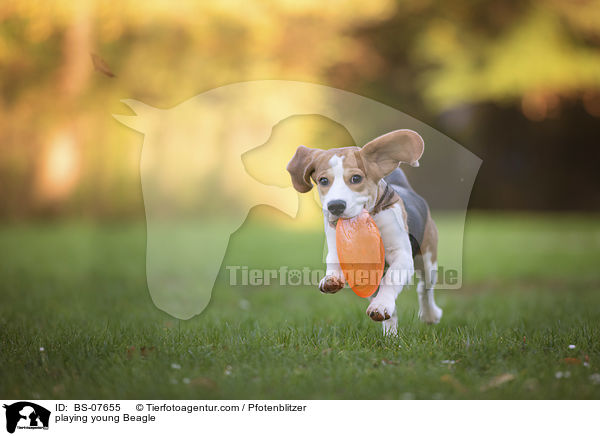 spielender junger Beagle / playing young Beagle / BS-07655