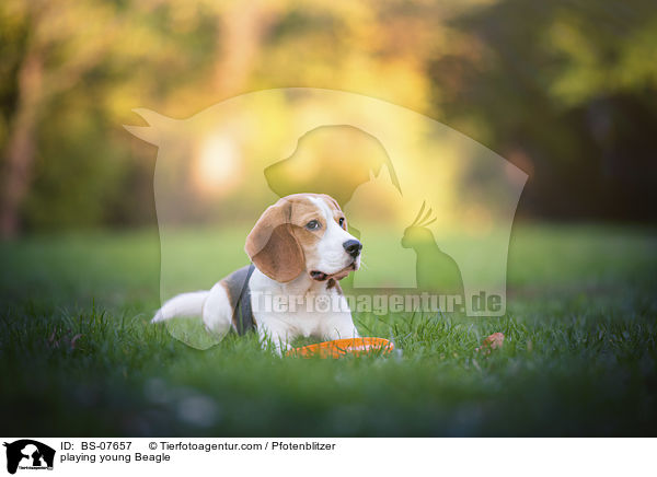 playing young Beagle / BS-07657