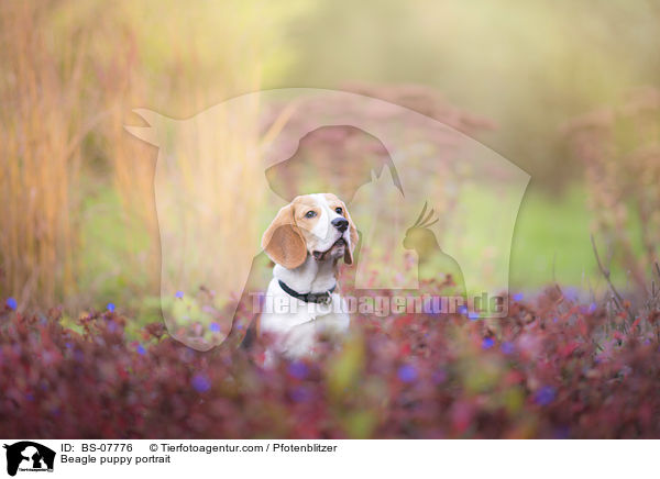 Beagle Welpe Portrait / Beagle puppy portrait / BS-07776