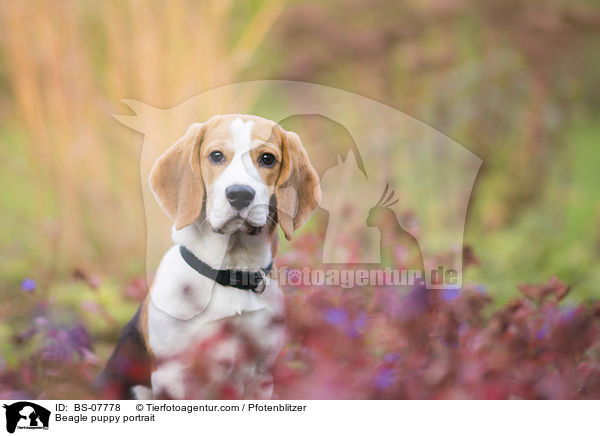Beagle Welpe Portrait / Beagle puppy portrait / BS-07778