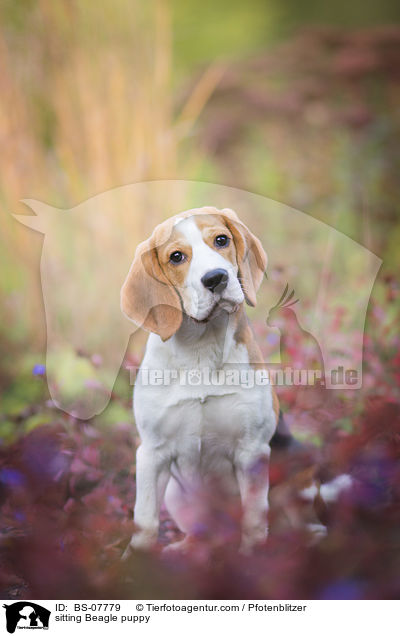 sitzender Beagle Welpe / sitting Beagle puppy / BS-07779
