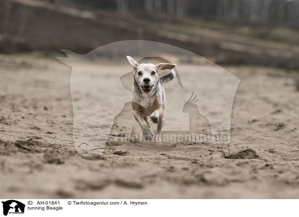 rennender Beagle / running Beagle / AH-01841