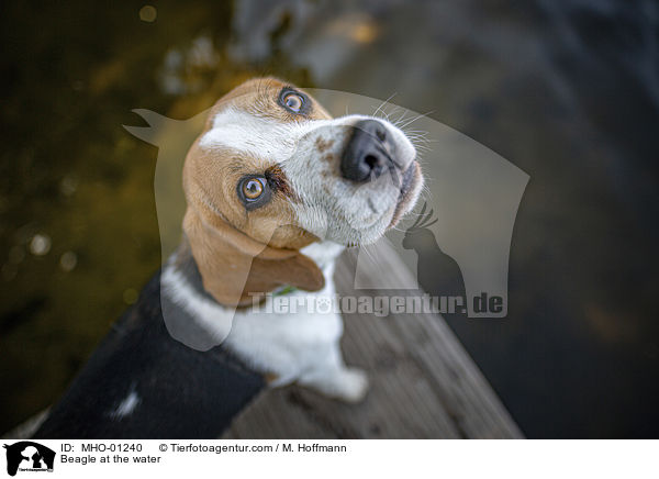 Beagle am Wasser / Beagle at the water / MHO-01240