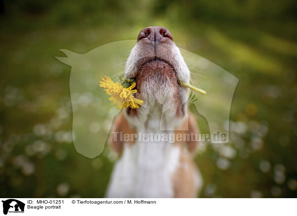 Beagle Portrait / Beagle portrait / MHO-01251