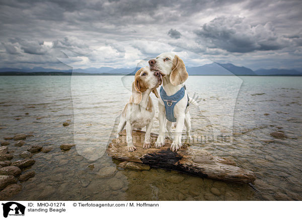 stehende Beagle / standing Beagle / MHO-01274