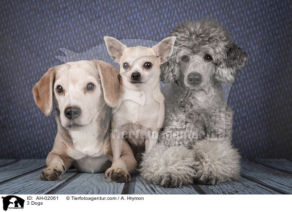 3 Hunde / 3 Dogs / AH-02061