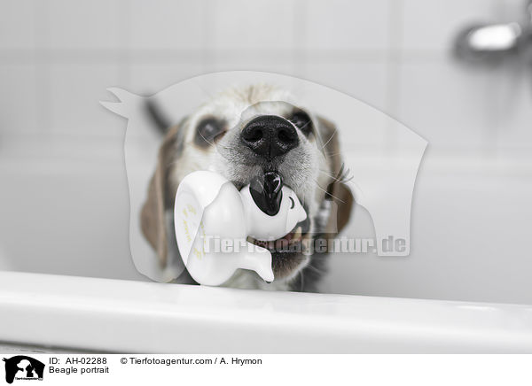 Beagle Portrait / Beagle portrait / AH-02288