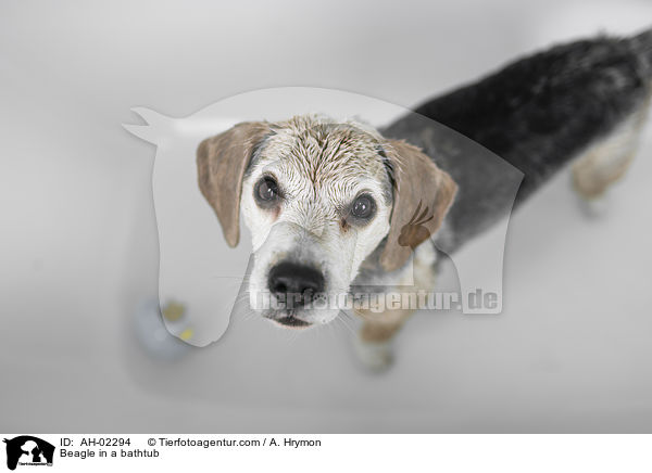 Beagle in einer Badewanne / Beagle in a bathtub / AH-02294