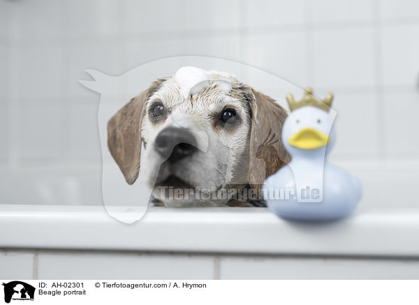 Beagle Portrait / Beagle portrait / AH-02301