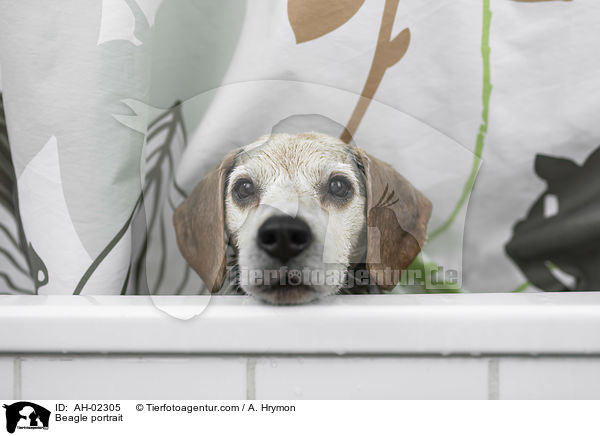 Beagle Portrait / Beagle portrait / AH-02305