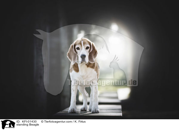 stehender Beagle / standing Beagle / KFI-01430