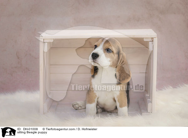 sitzender Beagle Welpe / sitting Beagle puppy / DH-01008