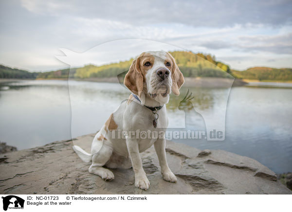 Beagle am Wasser / Beagle at the water / NC-01723