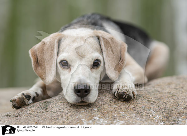 liegender Beagle / lying Beagle / AH-02759